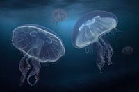 Ohrenqualle (Aurelia aurita)