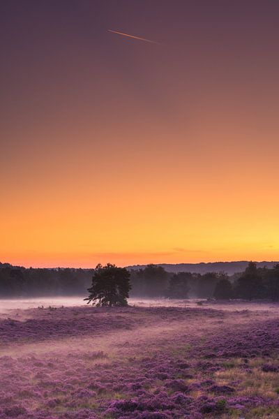 Heath landscape by Luuk Belgers