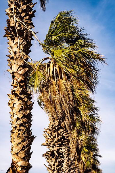 Fächerpalmen von Dieter Walther