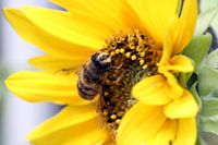 bee on sunflower