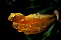 Gelber Krokus bedeckt mit Tautropfen