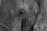 Olifant close up