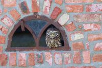 Steinkauz im Fenster eines Schuppens