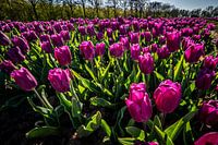 Lila Tulpenfelder im Frühling