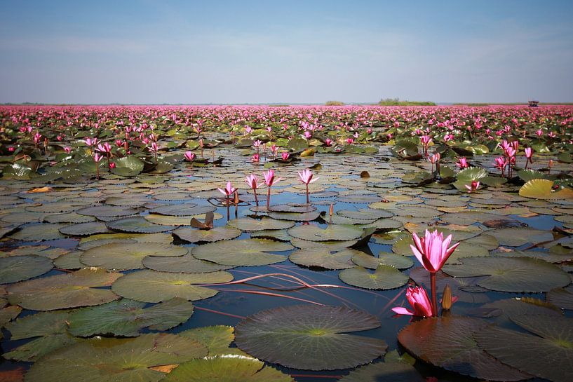 Red water lilies by Anneke Hooijer