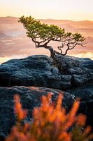 Die Wetterkiefer auf dem Lilienstein im Morgenlicht