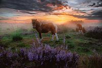 Der Himmel auf Erden #2