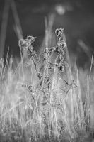 Verwobene Stille: Raue Schönheit in Graustufen