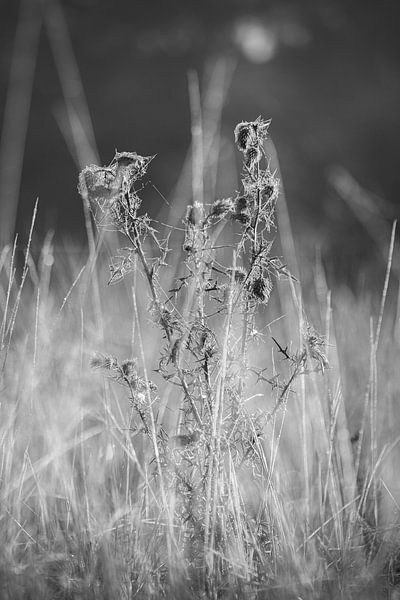 Verwobene Stille: Raue Schönheit in Graustufen von saimon.snaps
