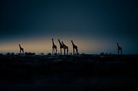 Sonnenaufgang in der Kalahari