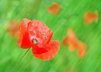 Poppy Art