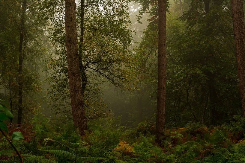 Morgennebel im Wald von René Jonkhout