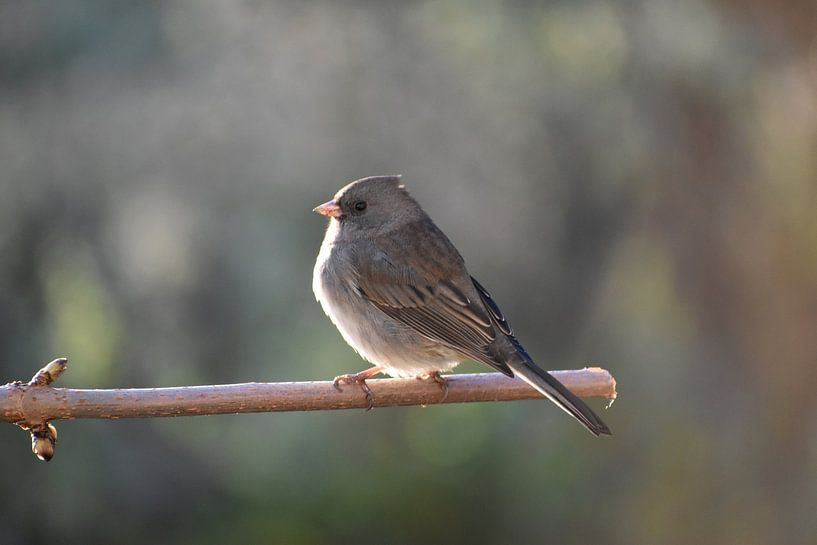 Ein Wacholdervogel im Garten von Claude Laprise