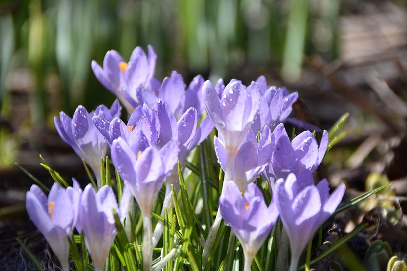Die ersten Krokusblüten im Garten von Claude Laprise