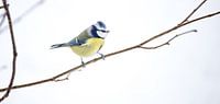 Bluetit bird
