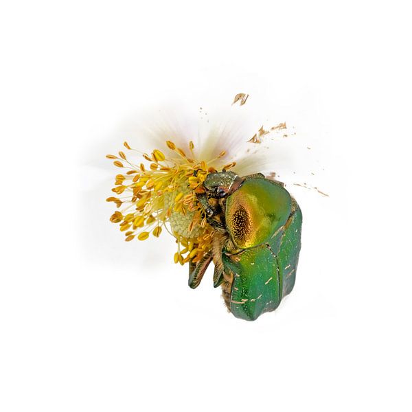 Gold shining rose beetle on a white flower eating against a white background of white background by Hans-Jürgen Janda