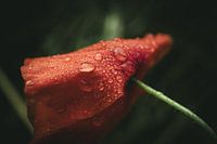 Regendruppels op een klaproos