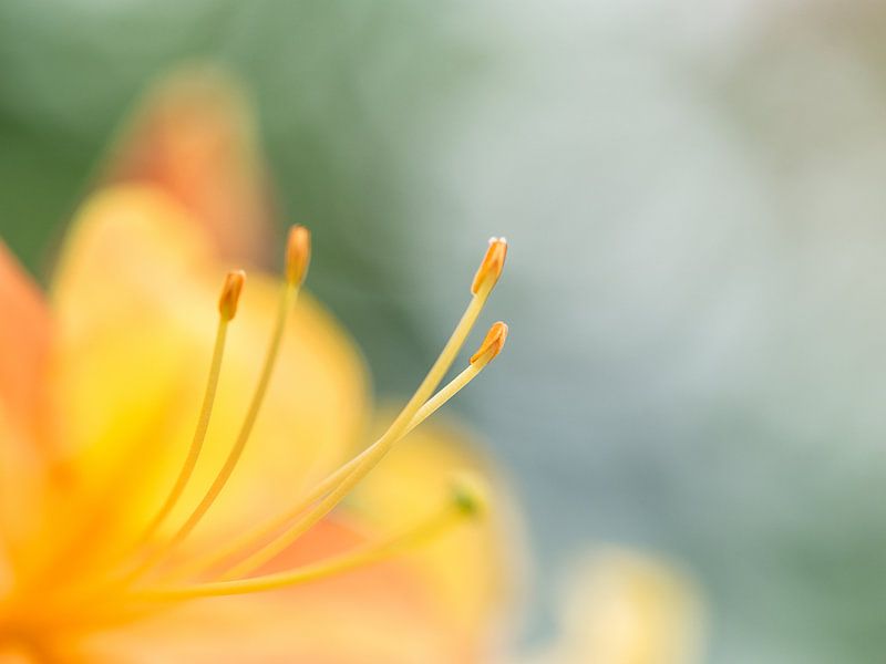 Into the heart by Henk Goossens