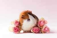 Cochon d'Inde entre les roses