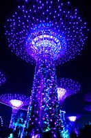 Arbres en métal violet