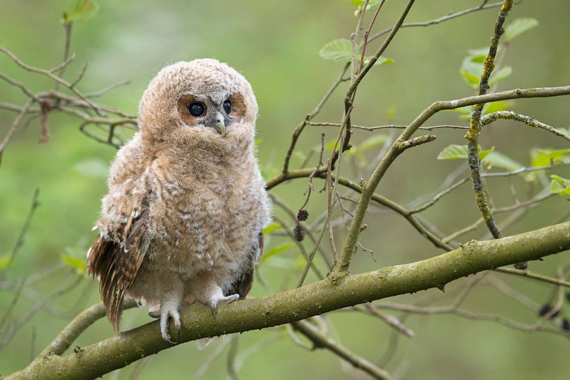 Tawny Owl ( Strix aluco ),  very young, just out of nest, looks cute, wildlife, Europe. by wunderbare Erde