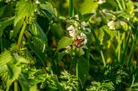 Hummel auf Nahrungssuche