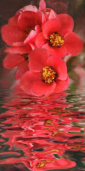 Blossom water - quince punch by Christine Nöhmeier