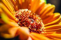 Gerbera mit Wassertropfen