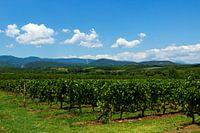 Vineyard with background of mountains and blue sky with clouds
