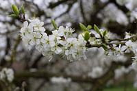 Bloesem (Blossom) 