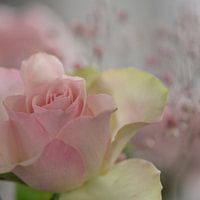 Rozen zijn niet rood