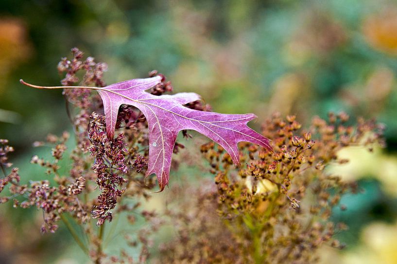 Elegant autumn symphony by Silva Wischeropp