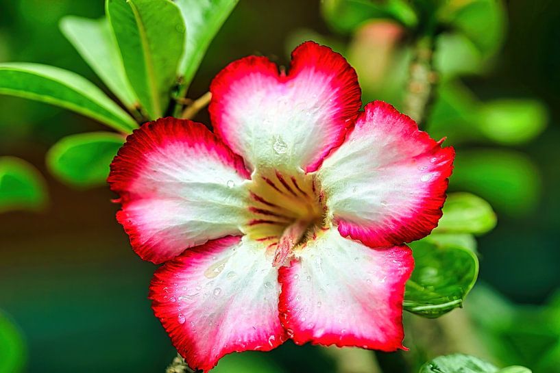 Desert Rose by Eduard Lamping