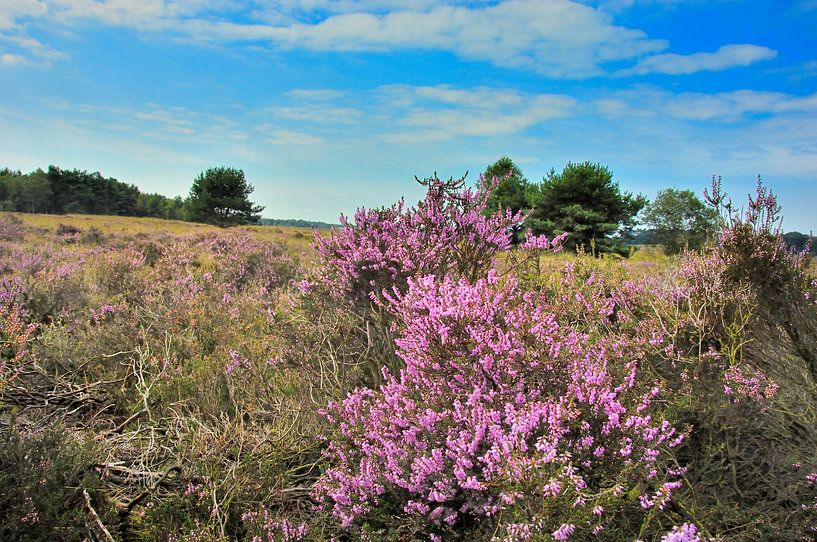 Heide  by Willem van Leuveren Fotografie