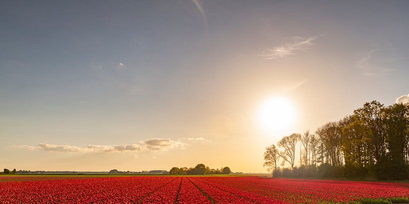 Champs de floraison des tulipes rouges  pendant le coucher du soleil en Hollande par Sjoerd van der Wal Photographie