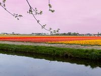 Tulpen im Feld mit Sonnenuntergang