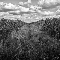 Der Weg auf dem Acker