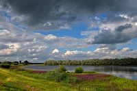 Rivier de IJssel met kattestaarten