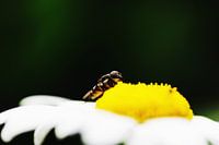 Fly on daisy