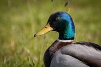 Canard sauvage au soleil