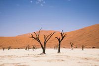 Woestijn in Namibië