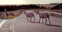 Des moutons sur Sylt