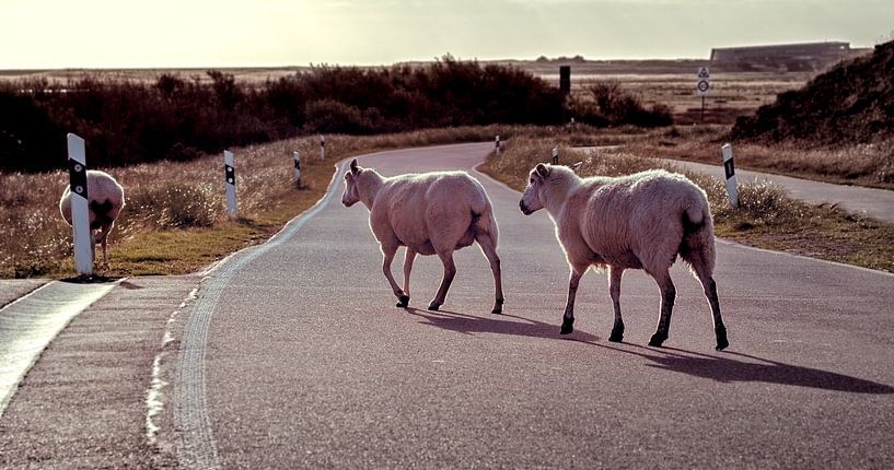 Schafe auf Sylt von Fineblick