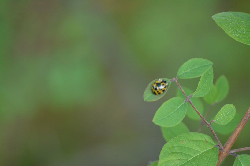 Lieveheersbeestje in zachte kleuren par Klaas Dozeman