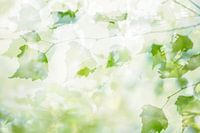 Summer morning through the leaves