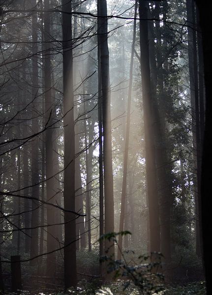 Sonnenlicht im Wald, am Morgen... von Anke Winters