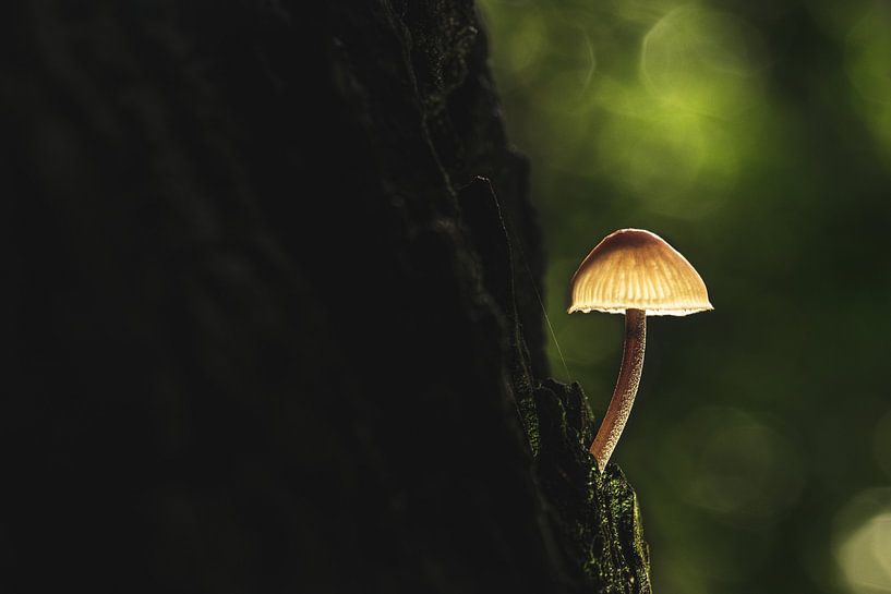 Mushroom from an oak tree #2 by Jeffrey Hoorns