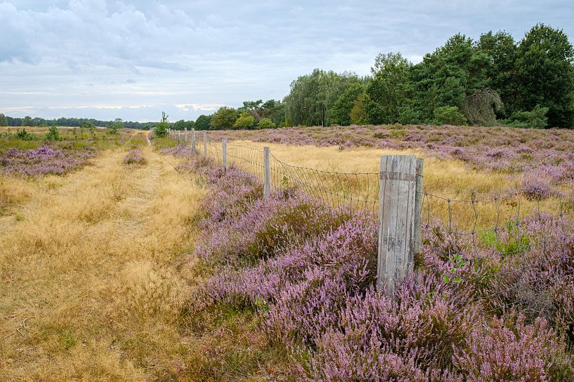 Heather on Tenhaagdoornheide by Johan Vanbockryck