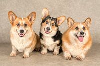 Walisische Corgi-Hunde
