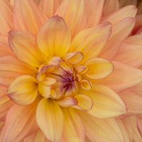 Bourgeon d'un dahlia